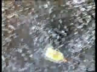 Coromist,  Noel's House Party