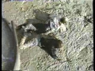 Worzel Gummidge Down Under,  Dynasty