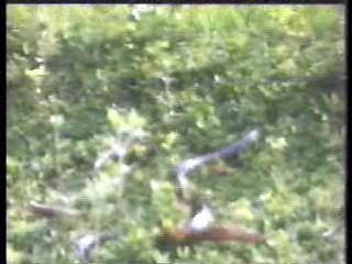 Tarzan, the Ape Man (the Indian version)