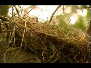 Demolition Dad, Basil Brush Show, Radio Roo (3 clips)