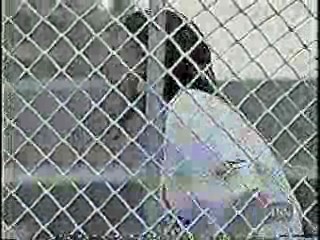 CFL Cheerleaders Dunk Tank