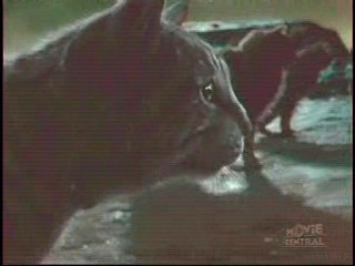 Next Top Model,  Catwoman