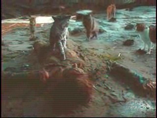 Next Top Model,  Catwoman