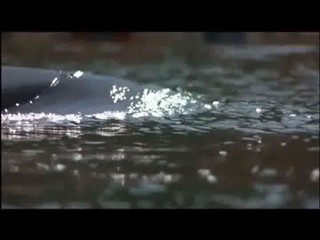 Free Willy 2, Tears of the Sun