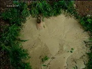 Caroline Beil - German I'm a celbrity