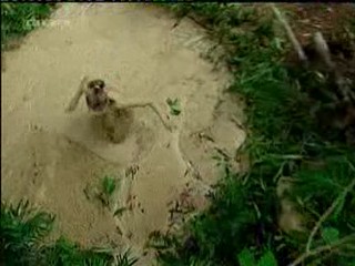 Caroline Beil - German I'm a celbrity