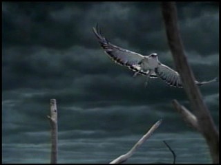 Ayumi Hamasaki Commercial