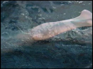 Ayumi Hamasaki Commercial