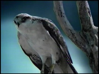 Ayumi Hamasaki Commercial