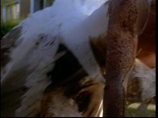 Prince and Me 2 (2006)