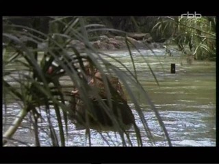 Eine Rose Fuer Den Maharadscha