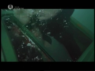 Cascadeur - Das Bernsteinzimmer