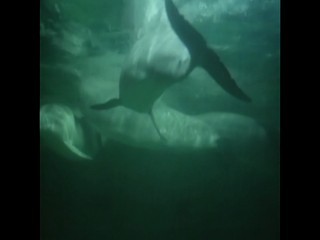 Die Besucher â€“ NÃ¡vÅ¡tÄ›vnÃ­ci 