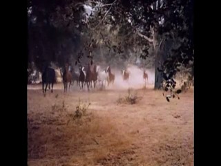 The Big Valley - Young Marauders