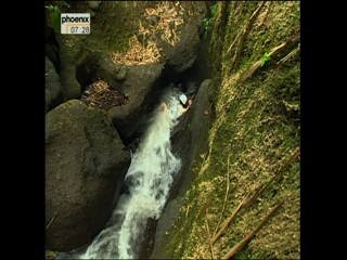 Phoenix - Travel Show