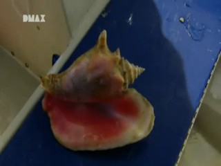 Man, Woman, Wild - Lost at Sea, Bermuda