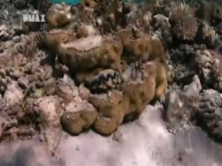 Man, Woman, Wild - South Pacific