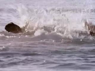 Swiss Family Robinson - The Light Of The World