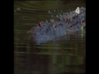 Tarzan and the Mating Season