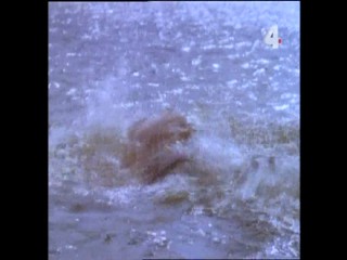 Tarzan and the Mating Season