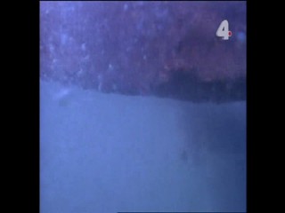 Tarzan and the Mating Season