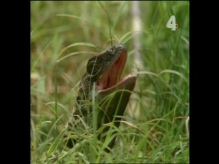 Tarzan and the Mutant Creature - Part 1