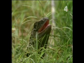 Tarzan and the Mutant Creature - Part 1