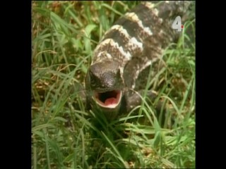 Tarzan and the Mutant Creature - Part 1