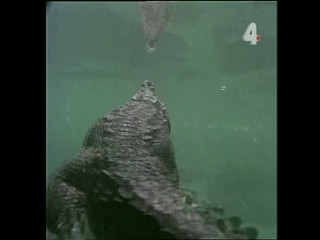 Tarzan and the Orphan