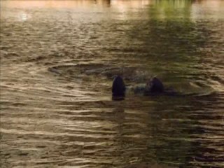 Johanna Und Der Buschpilot