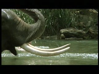 Tarzan the Ape Man (1981) scene# 4/9