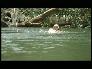 Tarzan the Ape Man (1981) scene# 4/9