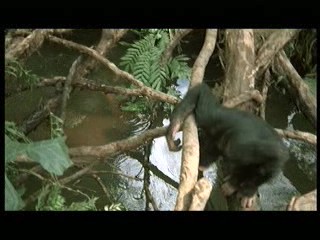 Tarzan the Ape Man (1981) scene# 5/9