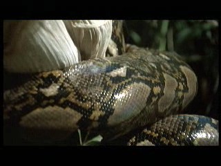 Tarzan the Ape Man (1981) scene# 8/9