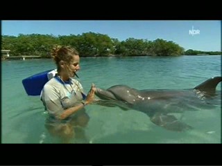 Playing with dolphins
