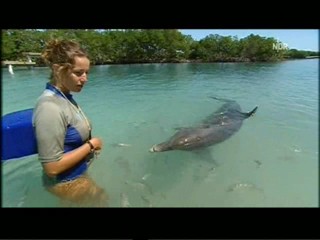 Playing with dolphins