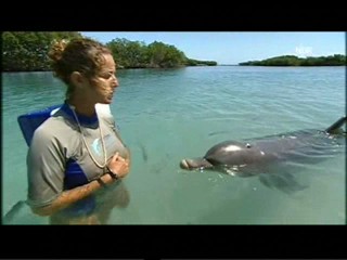 Playing with dolphins