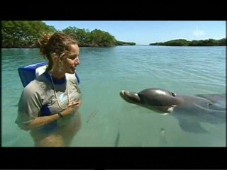 Playing with dolphins