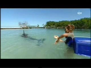 Playing with dolphins