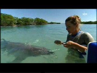 Playing with dolphins
