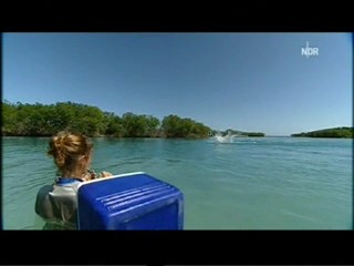 Playing with dolphins