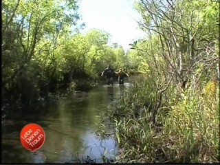 Lebe Deinen Traum (Live your dream), #2