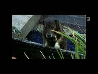 Crocodile Hunter â€“ Auf Crash-Kurs