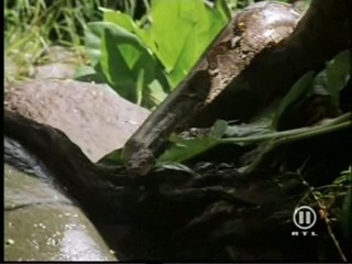 The New Swiss Family Robinson, #2/2