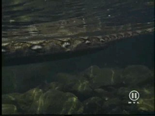 The New Swiss Family Robinson, #2/2