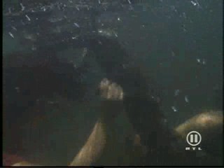 The New Swiss Family Robinson, #2/2