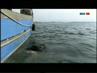 Donna Leon - Das Gesetz der Lagune