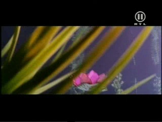 Asoka â€“ Der Weg des Kriegers (Sanskrit, à¤…à¤¶à¥‹à¤•)