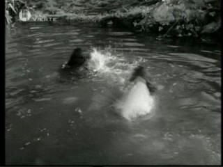 Tarzan's Secret Treasure