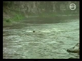 Treacherous Beauties